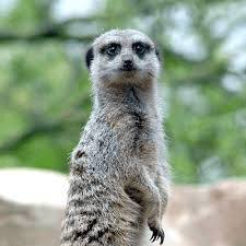 meerkat